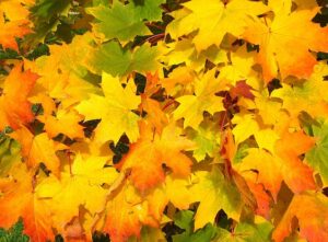 東京の紅葉の特徴